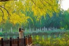 世界杯最神奇换人-世界杯最神奇换人，足球史上的传奇瞬间